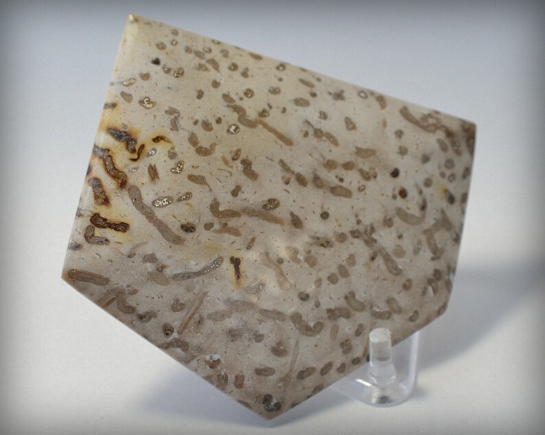 Large Polished Petrified Texas Palm Wood Cabochon cab Etsy