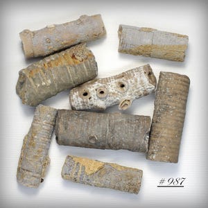 Larger Crinoid Stalks - A Collection of Eight Proterozoic Era Sea Lily Fossil Crinoid Specimens