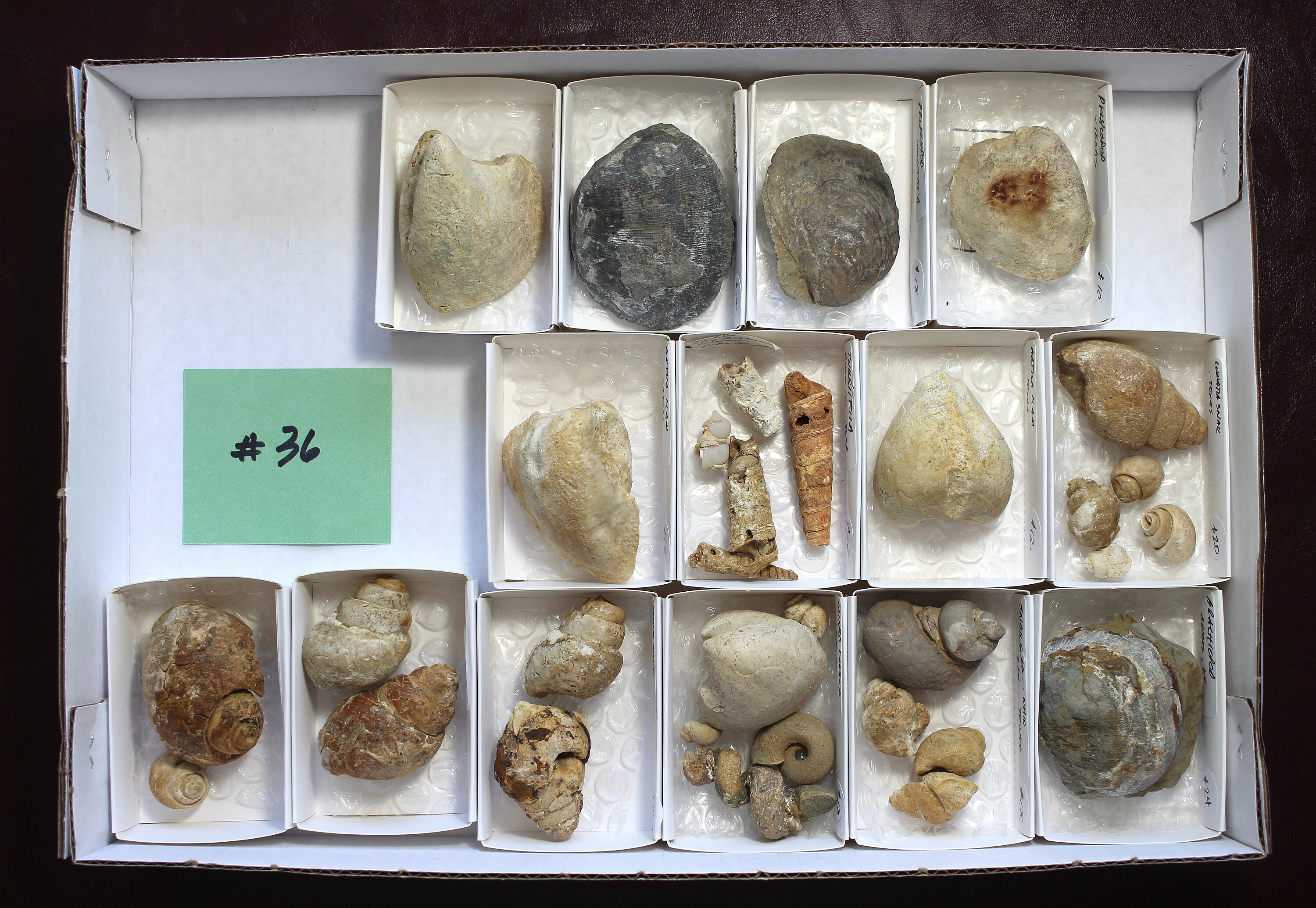 amateur collector fossil handbook texas
