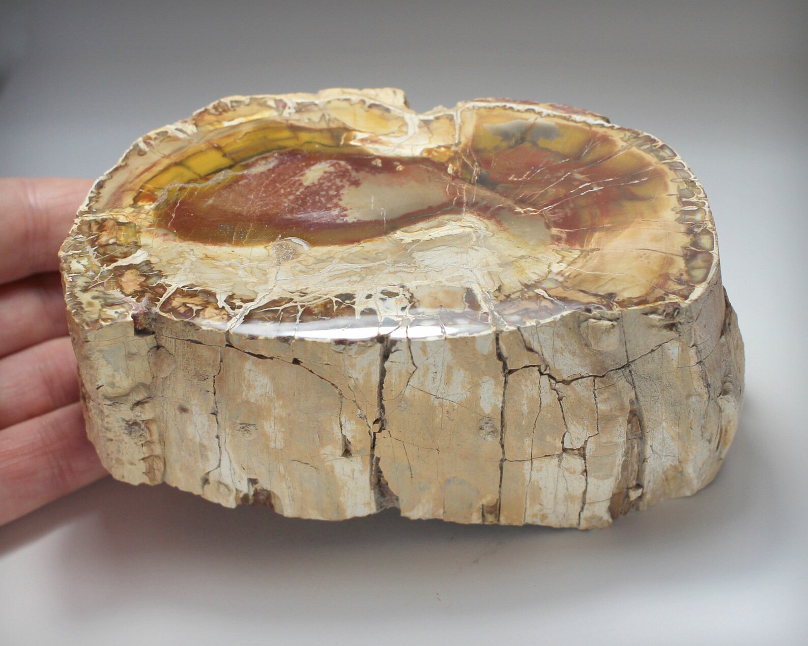 Polished Petrified Wood Large Piece of Naturally Etsy
