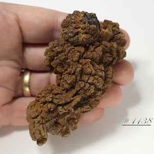 Terrific Large Coprolite (Fossilized Poop) or an Amazing Ferruginous Concretion- A Mystery from Madagascar