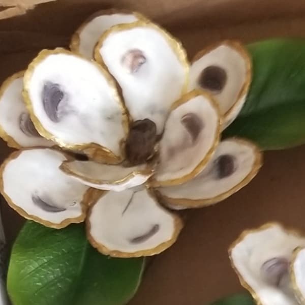 Oyster Shell Magnolia Blossom