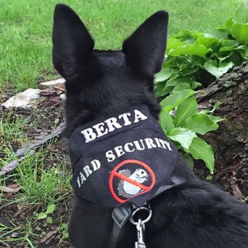 May include: Black dog wearing a black bandana with white text that says "BERTA YARD SECURITY" and a red circle with a white squirrel with a diagonal line through it.