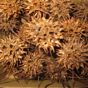 Sweet Gum Balls-Georgia Grown Sweet Gum Seed Pods-Rustic Wedding Decor-Natural Home Decor-Vase Filler-Woodsy Spiney Balls-Craft Supply