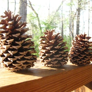 Pine Cones-Rustic Home Decor Wedding Decor-Natural Craft Supply-Georgia Grown Pine Cones-Pine Cones for Crafting-DIY Rustic Projects
