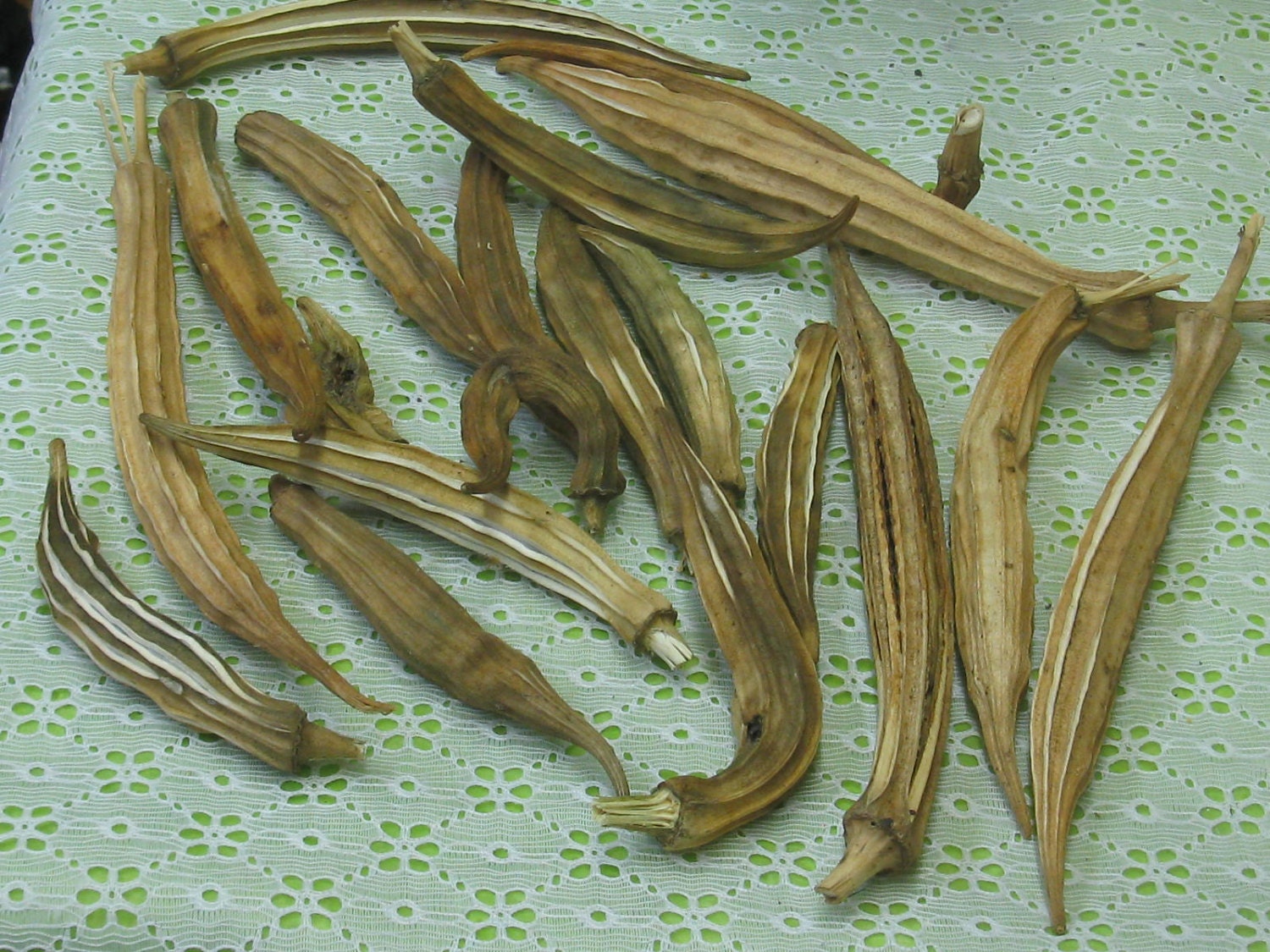 Dried Okra Pods Georgia Grown Okra Natural Craft Pods Christmas