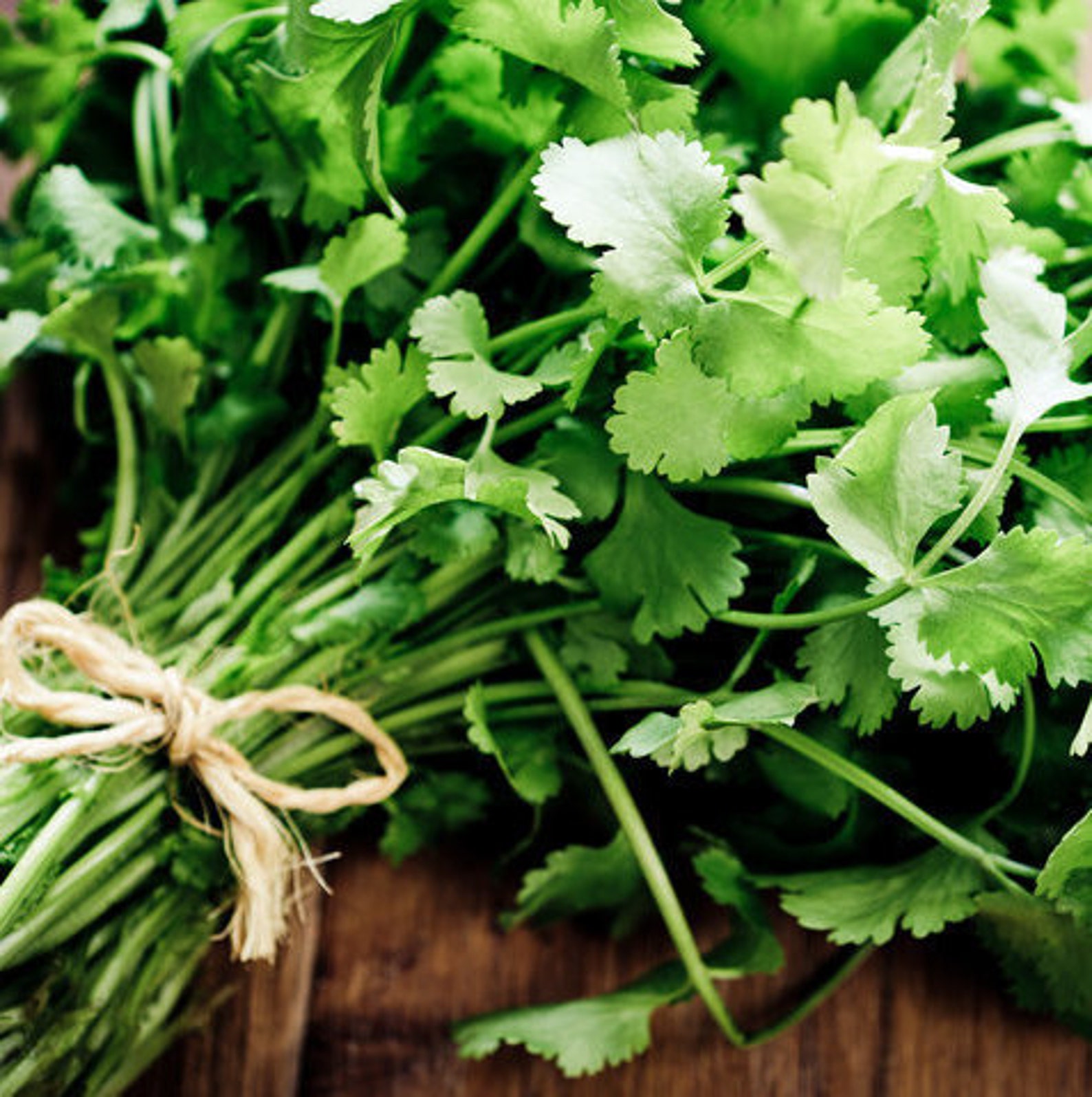 Dried Cilantro Leaves Gourmet Herbs Gifts for Foodies Etsy