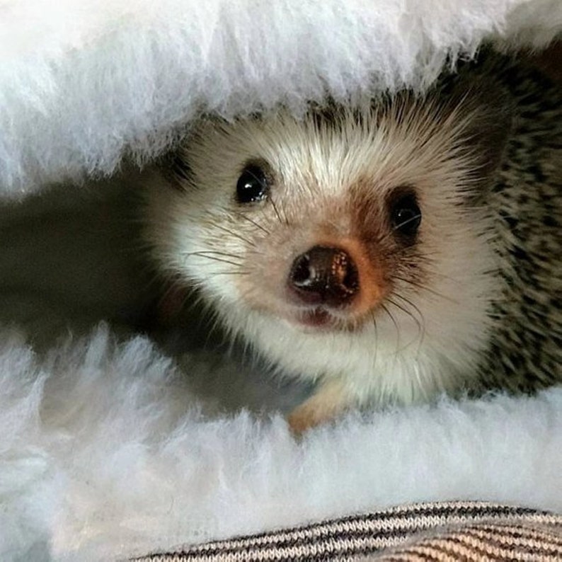 Small Animal Sleeping Bag Hedgehog Snuggle Sack with Faux Fur Size 9x9 Washable 3 Layers