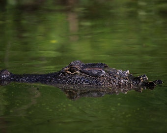 Alligator Swamp Swim Nature Photography Print