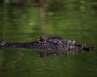 Alligator Swamp Swim Nature Photography Print