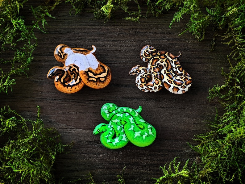 Three python pins on a  wooden surface bordered by moss - a pied ball python, burmese python, and emerald tree boa.