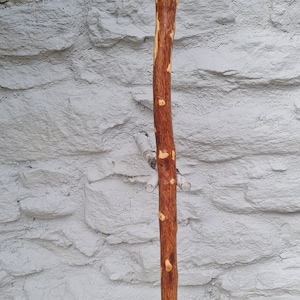 Hawthorn Walking Stick image 3