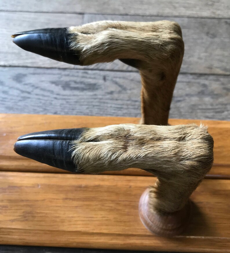 Oak Gun Rack With Deer Feet Taxidermy Etsy