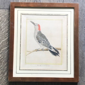 Engraving on paper 18th century by François Nicolas Martinet, bird