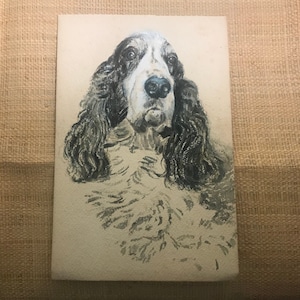 Peut inclure: Un dessin en noir et blanc de la tête d'un chien. Le chien a de longs poils flottants et une tache blanche sur la poitrine.
