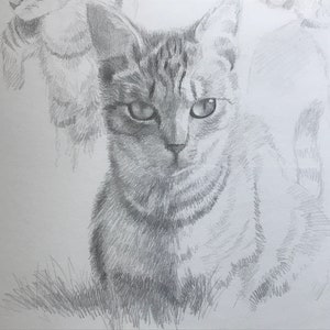 Pencil drawing, cats in various positions, Philippe Coppieters,