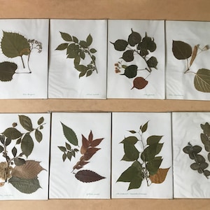Old herbarium, dried leaves, school work from the 60s