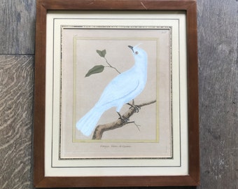 Engraving on paper 18th century by François Nicolas Martinet, bird