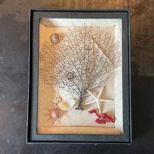 Boîte avec vitre, shadow box contenant divers objets de curiosité