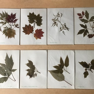 Old herbarium, dried leaves, school work from the 60s