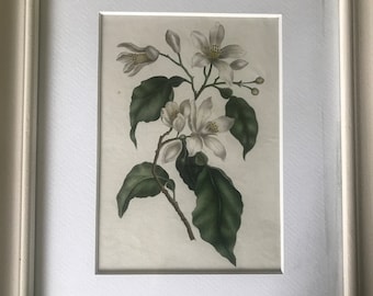 Pencil drawing, flowering branch