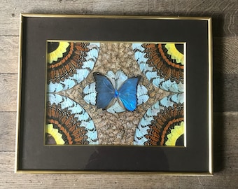 蝶の羽で描かれた絵画 モルフォ蝶の羽で描かれた絵画、標本 (リサイクル倶楽部) 重富の