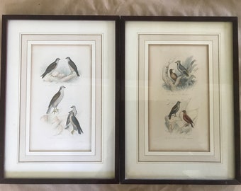 Set of 2 19 th century engravings, birds by Traviès