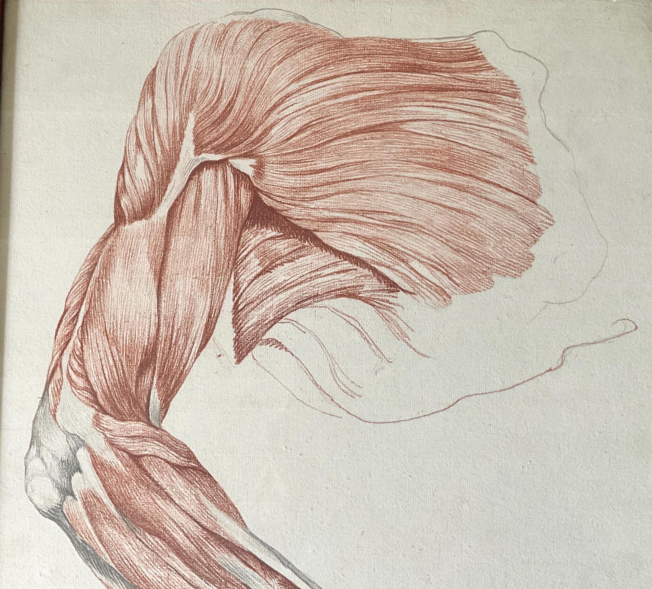 Red Chalk and Charcoal Drawing, Flayed, Muscles and Tendons of the Arm ...