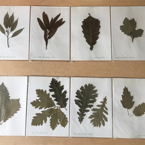 Old herbarium, dried leaves, school work from the 60s