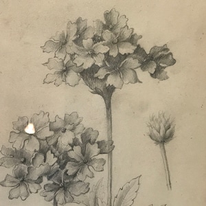 Old pencil drawing, 19th century, flowers