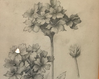 Old pencil drawing, 19th century, flowers