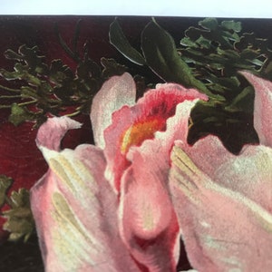 May include: Close-up of a pink flower with white edges and a yellow center. The flower is surrounded by green leaves and stems.