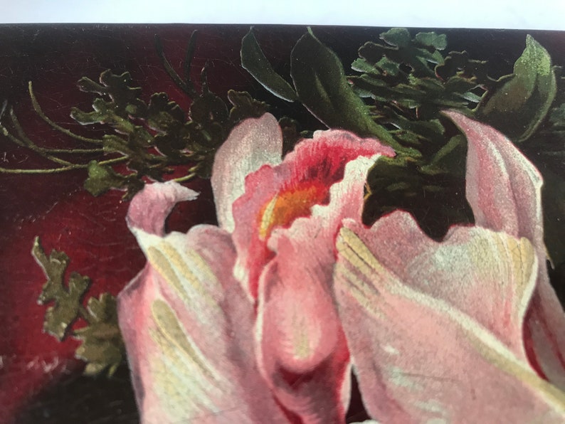 May include: Close-up of a pink flower with white edges and a yellow center. The flower is surrounded by green leaves and stems.