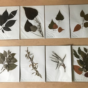 Old herbarium, dried leaves, school work from the 60s