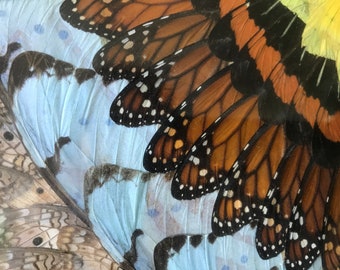 蝶の羽の絵、シュライパー フレーム、アフリカ - Etsy 日本