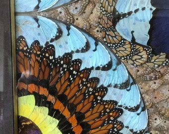 蝶の羽根　羽根絵　額縁付き 希少 羽根細工 モルフォ蝶◇蝶羽画 絵画 木製額 - メルカリ