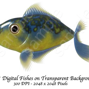 17 Individual Fish Clip Art Digital Files. 300 DPI 6.8 x 6.8 Inch image 3