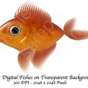 17 Individual Fish Clip Art Digital Files. 300 DPI 6.8 x 6.8 Inch image 2