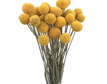 Dried Billy Balls (Craspedia)-Natural Gold - 2 oz bunch