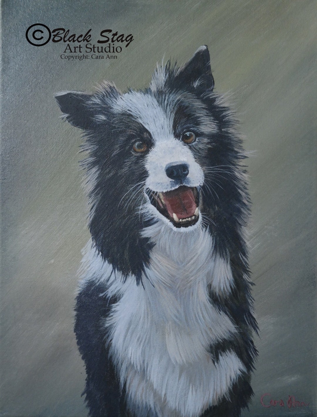 Black and White Sheepdog Dog Puppy Herding Irish Border Collie Etsy