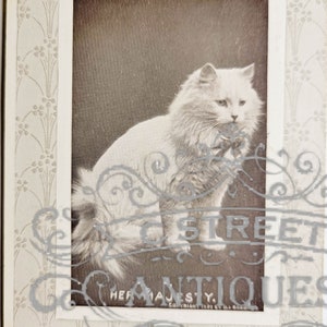 Carte postale vintage Flower Cats, fichier numérique, carte postale, antiquité, graphique, fleurs, voyage, fleur, floral, chats, animaux, antiquité