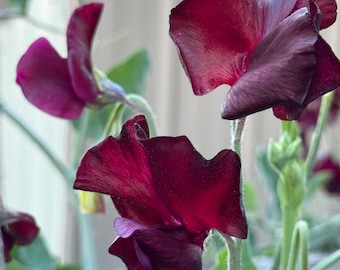 Windsor Sweet Pea Seeds: Fragrant Maroon Flower, Hardy Annual