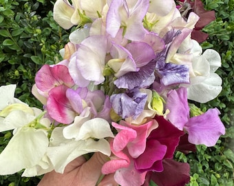 Heirloom Sweet Pea Seeds: Multicolor Cut Flower Mix, 10 or 50 Homegrown Seeds