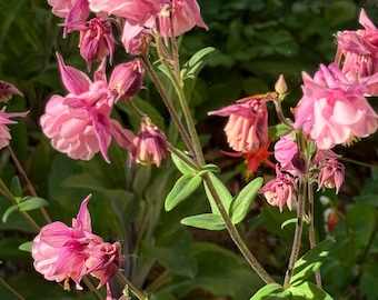 Pink Columbine Seeds - Perennial Cottage Garden Flower, Cutting Garden, Pollinator Friendly Spring Blooms