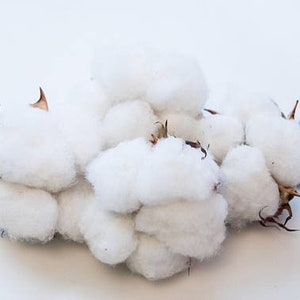 100 #1 cotton bolls. The real thing with seed. NOT FAUX COTTON