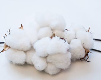 25 High Quality #1 NC Cotton Bolls Cotton Balls