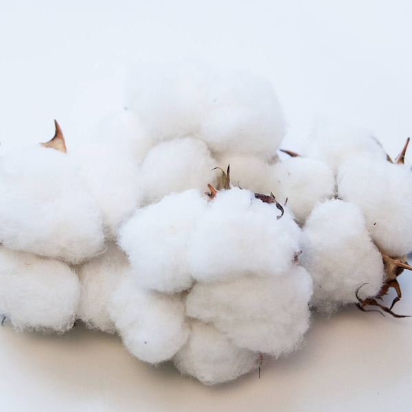 2 High Quality #1 NC Cotton Bolls Cotton Balls