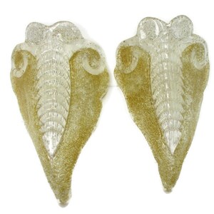 May include: Two decorative wall sconces with a seashell design. The sconces are made of clear and gold-colored glass. The design features a central, vertical ribbed section and swirling accents.