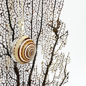 May include: A silver pendant necklace featuring a natural seashell with concentric brown and cream-colored stripes. The shell is encased in a silver setting and hangs from a delicate silver chain. The background includes a brown, textured, organic element.