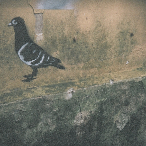 Pigeon, Graffiti, Holga Photography, Digital Photo Download
